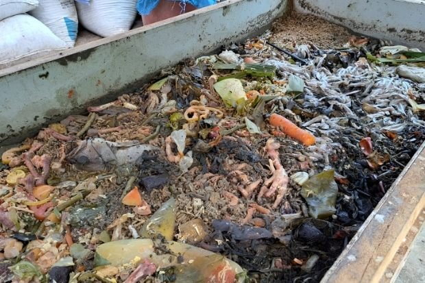 Peluang Bisnis Maggot BSF dari Limbah Organik