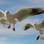 Komunitas Pecinta Burung dan Cara Manusia Menjaga Alam