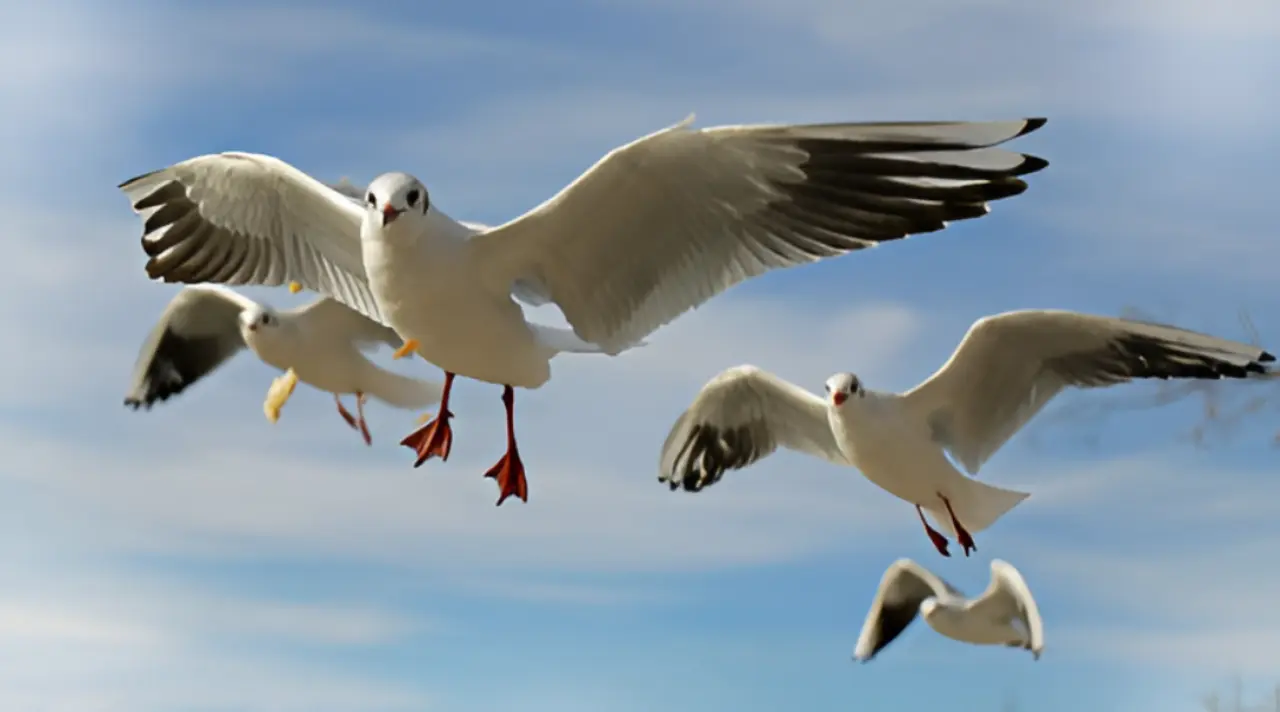 Komunitas Pecinta Burung dan Cara Manusia Menjaga Alam