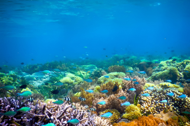 Edukasi dan Nilai Konservasi Laut