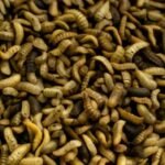 Maggot BSF, Bisnis Masa Depan dari Limbah Organik