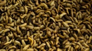 Maggot BSF, Bisnis Masa Depan dari Limbah Organik