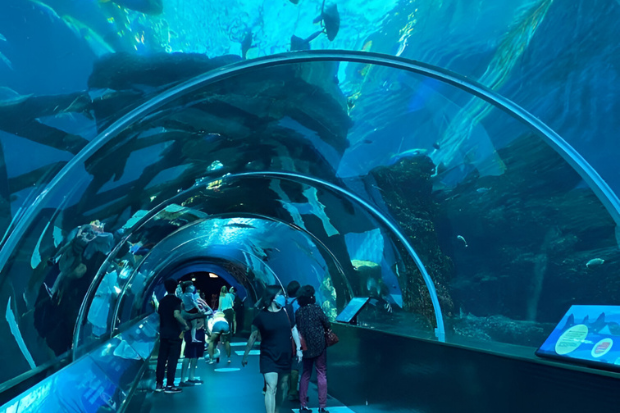 Open Ocean Habitat sebagai Daya Tarik Ikonik