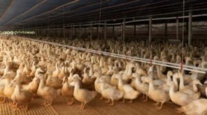 Peluang Bisnis Bebek dan Telur Bebek untuk Pemula