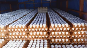 Tren Telur Bebek Menggeliat di Dunia Bisnis, Peluang dan Strategi