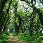 De Djawatan, Hutan Trembesi Ikonik di Banyuwangi