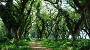 De Djawatan, Hutan Trembesi Ikonik di Banyuwangi