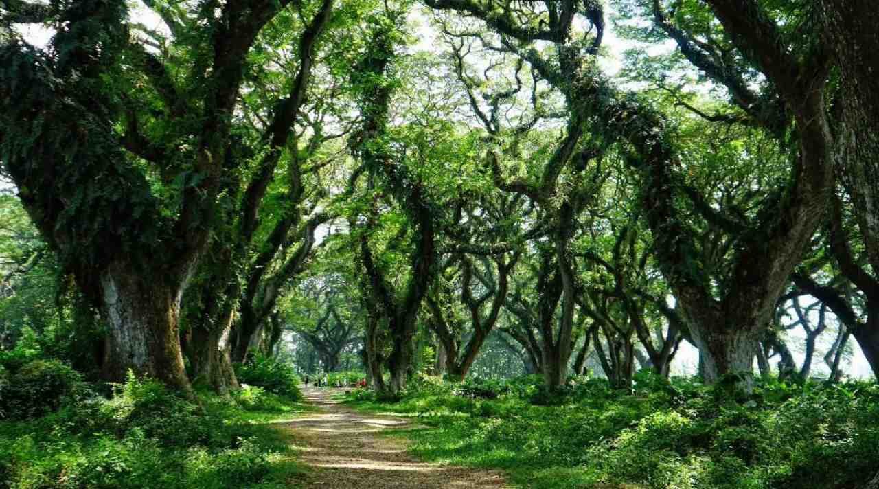 De Djawatan, Hutan Trembesi Ikonik di Banyuwangi